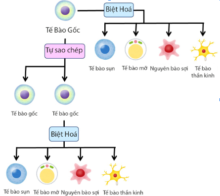Tế bào gốc trung mô Nhật Bản